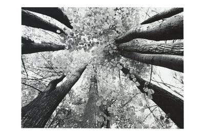 Ananya Black/White Wall Art