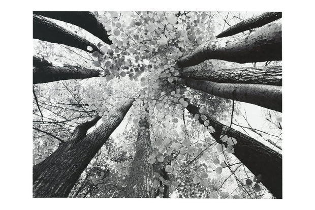 Ananya Black/White Wall Art